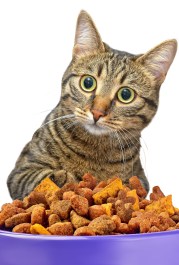 ΤΡΟΦΗ ΓΑΤΩΝ CAT FOOD